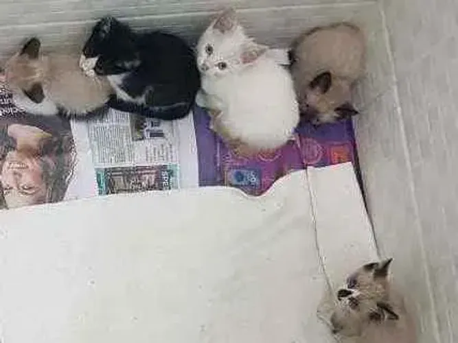Gatos ja vermifugados para doação