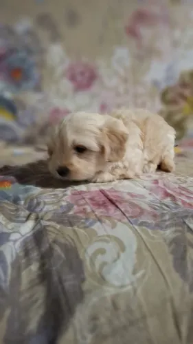 Filhote de Poodle