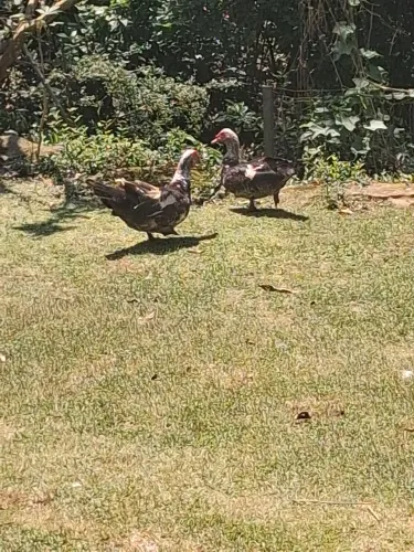 Vendo pato