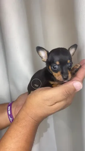 Pinscher macho