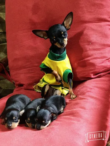 Filhotes de pinscher 0 fêmea