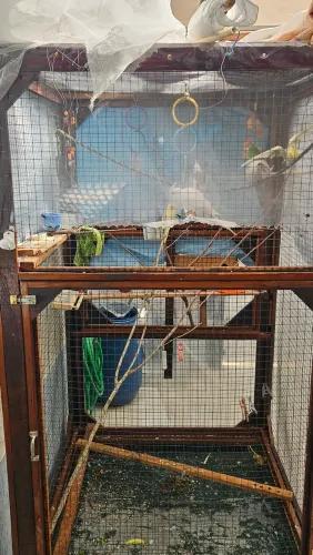 Viveiro para aves