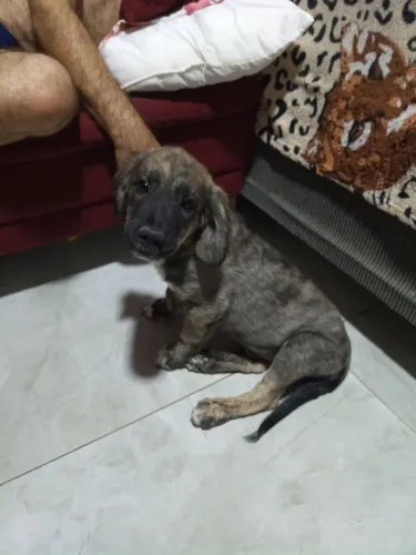 Doação de cachorrinho macho 