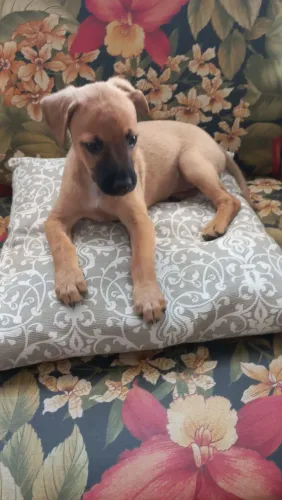 Cadela com 2 meses vermifugada 1° dose da vacina v-10 muito brincalhona e carinhosa