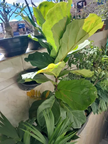 Plantas já pegadas