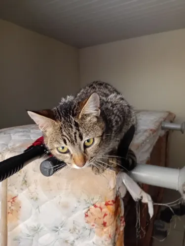 Doação gatinha 5 Mes mansa 