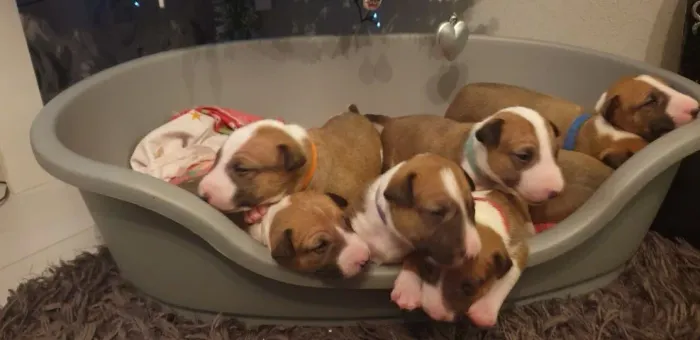 Filhotes de Bull Terrier saudáveis e cheios de energia! Fale comigo no WhatsApp agora.