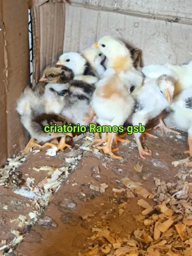 Pintinhos gsb