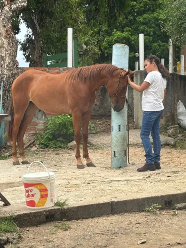 Vende se potra 
