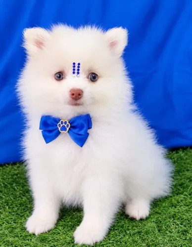 Lindo machinho branco disponível anão