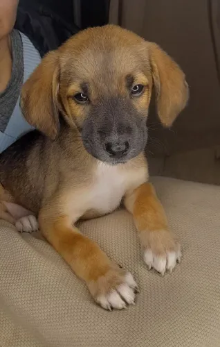 Filhotes de cachorro doação 