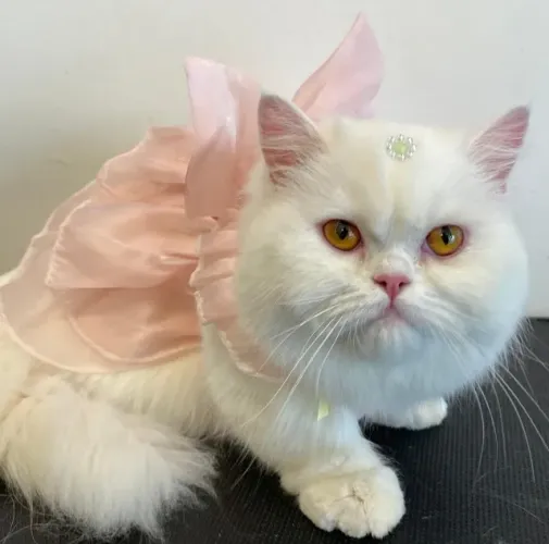 Gato Persa (procuro macho para cruzar)