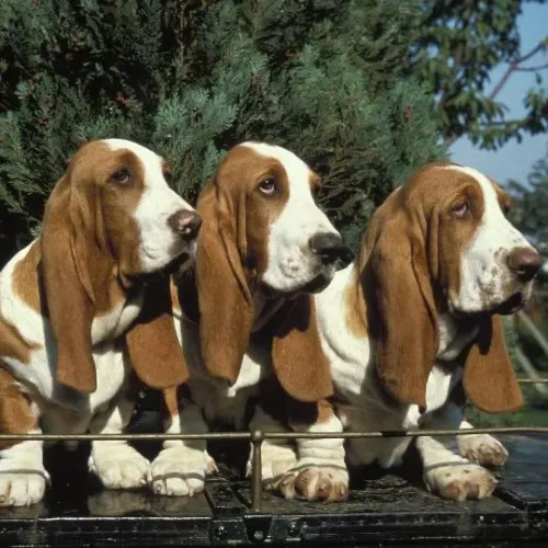 Basset hound