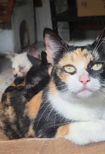 Doa-se gatos