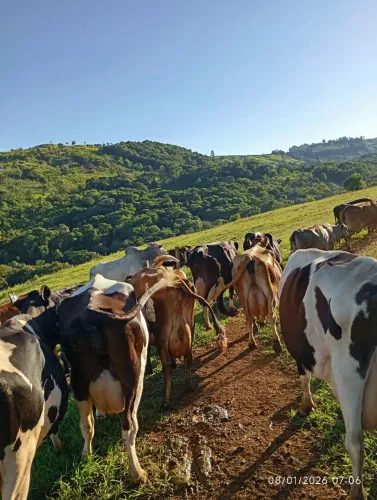 Chácara três alqueires e meio com leitaria 