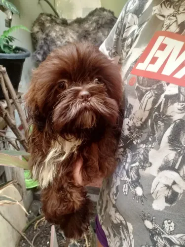 Filhotes de Shih Tzu para venda