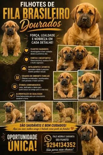 Fila brasileiro 