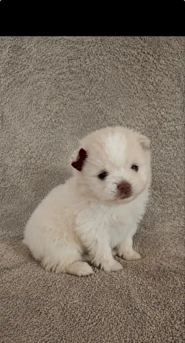 Lulu da pulmerania fêmea - com pedigree e garantia de saúde 