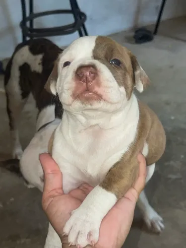 Pitbull Monster