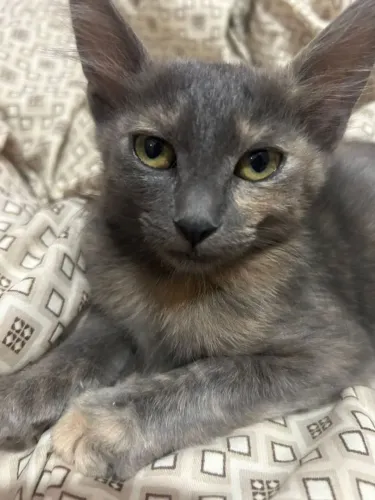 Gata fêmea para doação urgente 