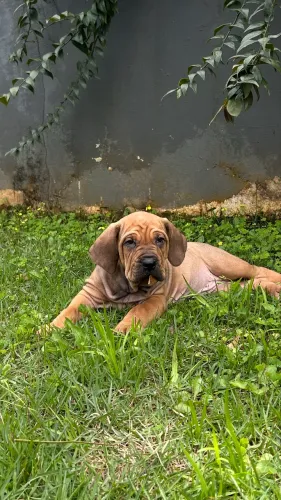 Fila brasileiro