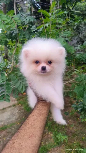 Branco Neve minúsculo, spitz alemão macho.