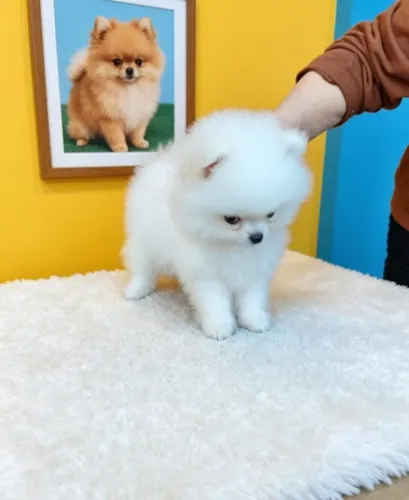 Filhote Spitz Alemão Muito Especial