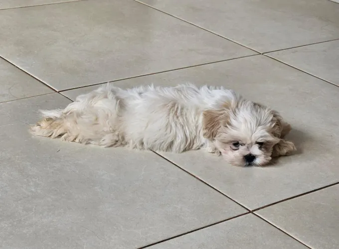 shih tzu