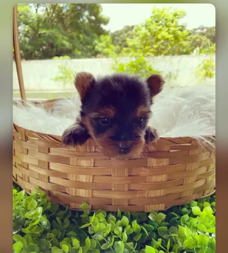 Bebezinho micro de York, Baby face