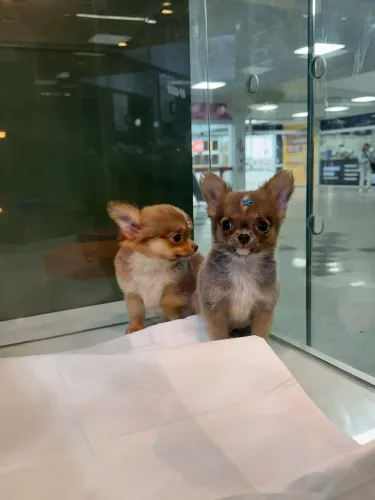 Filhote de Chihuahua micro pelo longo