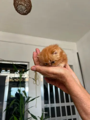 Filhote de gato persa