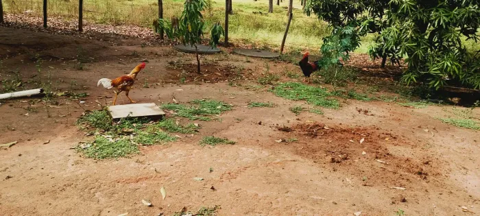 Frangos caipira