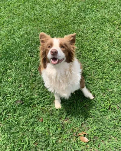 Border collie fêmea