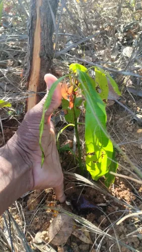 ? ÁREA DE 3.000M² A 10 MIN DA SERRA DO CIPÓ - R$45 MIL! ACEITO CARRO/IMÓVEL