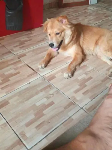 Cachorro