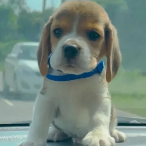 Filhotes de Beagle | Patinhas fofas prontas para conquistar seu coração.