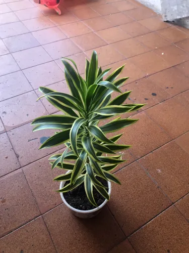 PLANTA