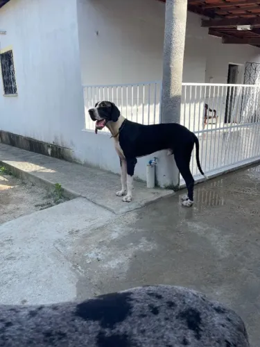Dog alemão puro