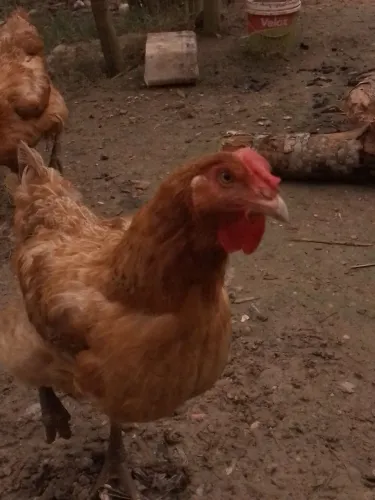 Galinha caipira pesadão 