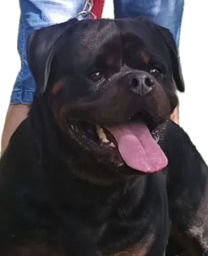Rottweiler Macho para cobertura 