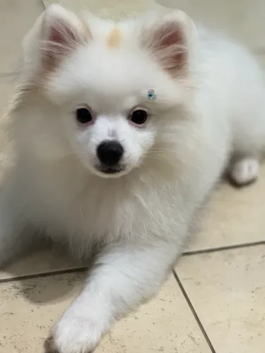 Lulu da pomeranea