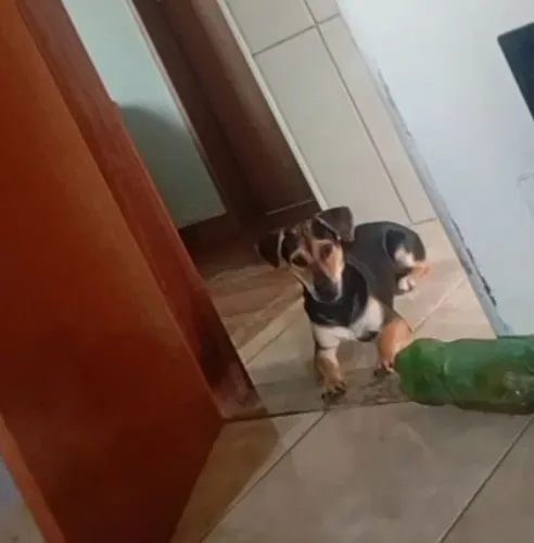 DOAÇÃO RESPONSÁVEL ? ESSA PRINCESA PRECISA DE UM LAR CHEIO DE AMOR!
