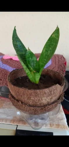 Mini espadinha de são Jorge
