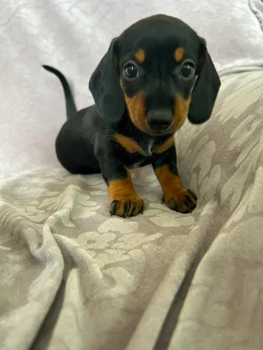 Filhotes Dachshund