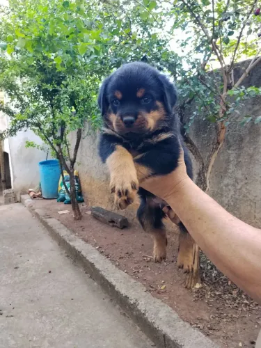 Vende-se lindos filhotes de rottweiler