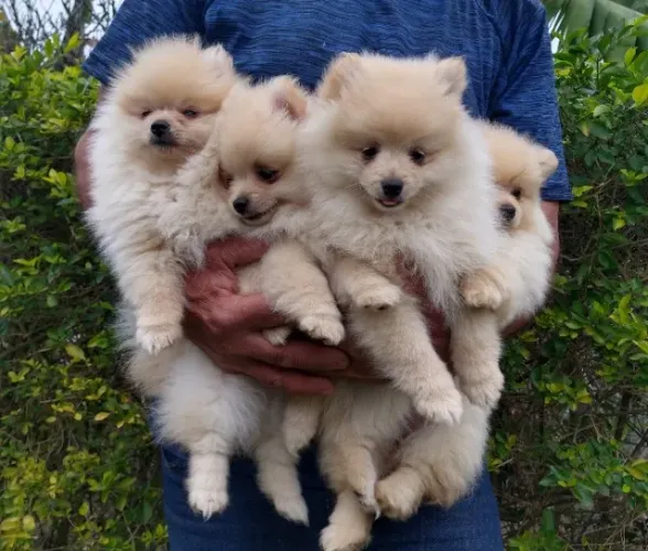 Lulu Pomerânia filhote macho