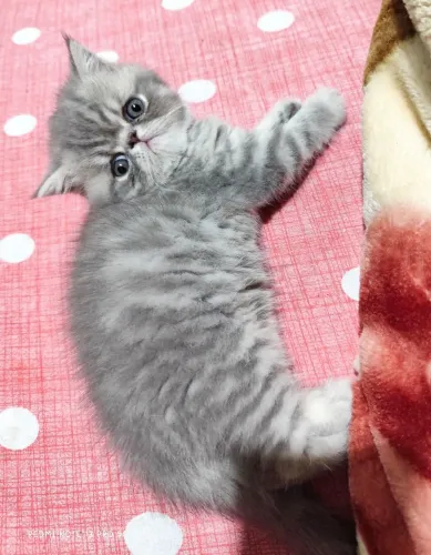 Filhote de Gato Persa