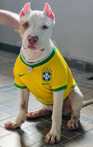 Pitbull 7 meses 