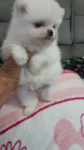 Spitz fêmea ursinho