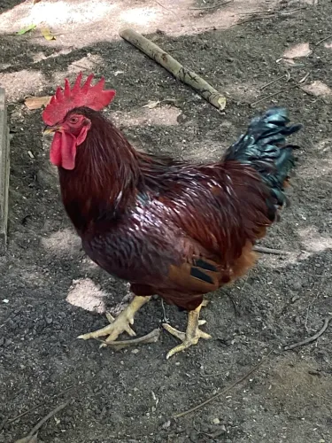 Galo Rhode Island Red americano